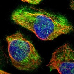 CDC42EP4 Antibody, Novus Biologicals:Antibodies:Primary Antibodies